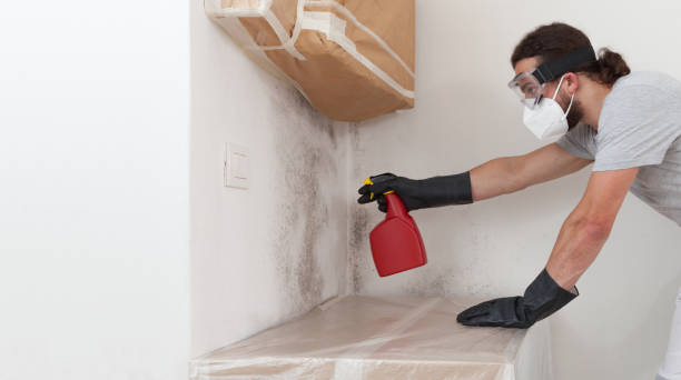 Professional Basement Mold Removal technician working in Dunellen, NJ