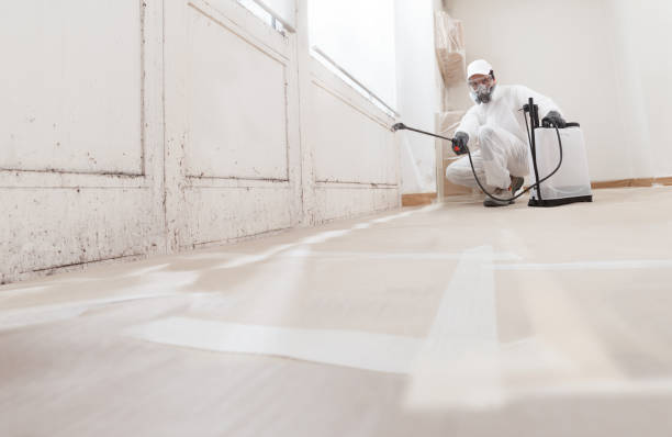 24/7 Emergency Basement Mold Removal experts in Dunellen, NJ