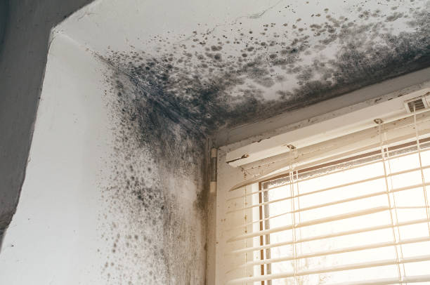 Affordable Basement Mold Removal solutions in Dunellen, NJ