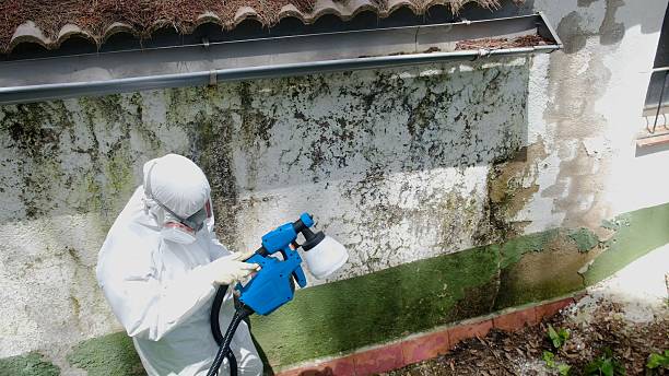 Top rated local Basement Mold Removal specialists in Dunellen, NJ